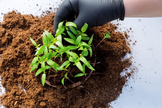 Transplanting seedlings. Transplanting young pepper seedlings into plastic pots. Gardening.