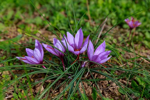 Flowering saffron plant. Harvesting crocus flowers for the most expensive spice. Purple crocus flowers.