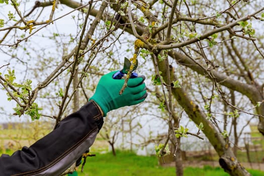 The gardener cuts branches with scissors and holds a saw in his hand. Work in the garden with trees.