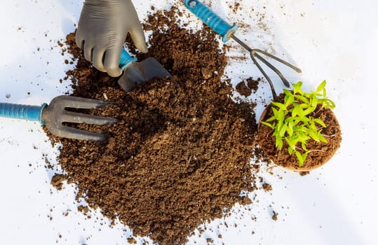 The girl transplants pepper seedlings in peat. Garden tools help speed up the transplant process.