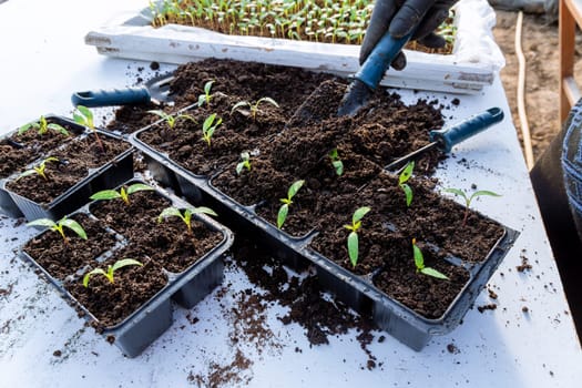 Transplanting sweet peppers in a greenhouse with garden tools