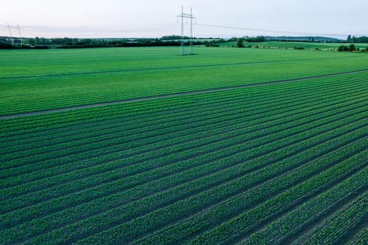 Green fields, grain crops are planted in even rows, a high-voltage line passes through the field.