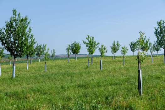 Fruit trees grow in the garden. An orchard under a blue sky in spring.