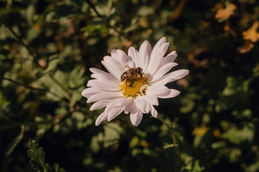 Close-up view of honey bee on daisy flower in garden. Insect collecting pollen. High quality photo