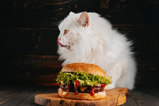 Cute fluffy cat in sunglasses near burger on dark background. Kitty with tasty fast food meal with meat cutlet, onion, vegetables, melted cheese and sauce. High quality photo