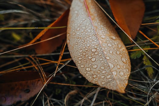 Autumn orange fallen leaf with dew drops. Beautiful macro texture. High quality photo