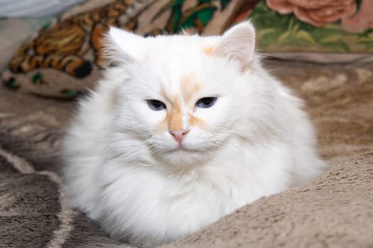 White fluffy cat with blue eyes sleeps on bed close up
