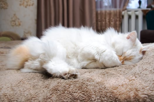 White fluffy cat with blue eyes sleeps on bed close up
