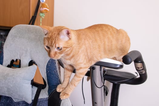 Funny cat gnawing on the wire of an exercise bike