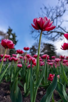 Tulips in a flower bed, pink blooming flowers against the sky and trees, spring flowers