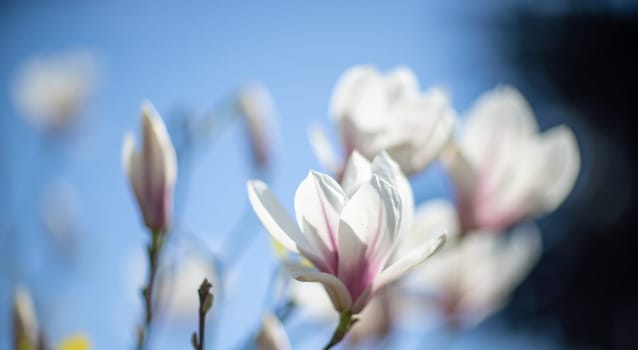 White Magnolia flower blooming on background of blurry white Magnolia on Magnolia tree.