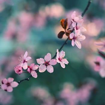 Springtime. Beautiful flowering Japanese cherry - Sakura. Colorful background with flowers  and sun on a spring day.