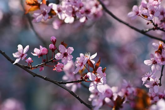 Beautiful spring flowering tree - Japanese Sakura Cherry. Natural colorful background in spring time. 