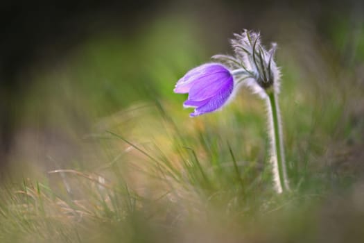 Spring flowers. Beautifully blossoming pasque flower and sun with a natural colored background. (Pulsatilla grandis)