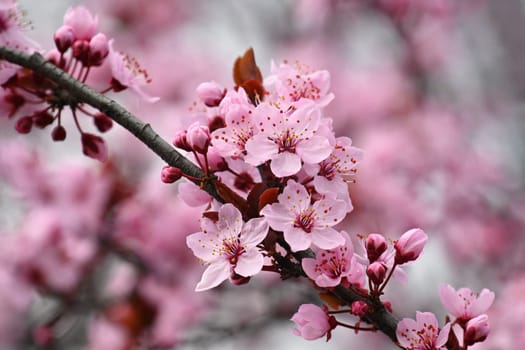 Beautiful spring background with nature. Colorful flowers in spring time. Flowering tree.
