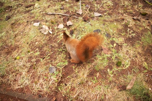 Fluffy squirrel on yellow autumn grass close up