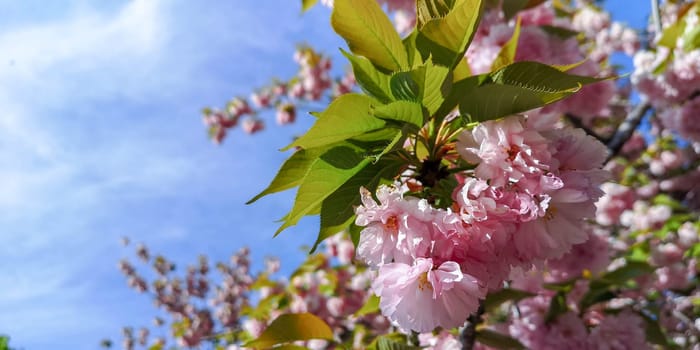 Blossoming sakura tree pink flowers with green leaves.Spring fressness