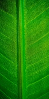 Tropical palm leaf strelitzia plant macro textured background