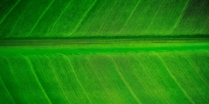 Tropical palm leaf strelitzia plant macro textured background