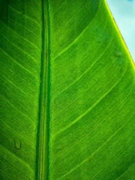 Tropical palm leaf strelitzia plant macro textured background