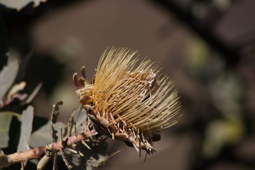 The dry flowerhead of the Clanwilliam Sugarbush (Protea glabra) containing the seeds, waiting for the next fire to dispearse the seeds.