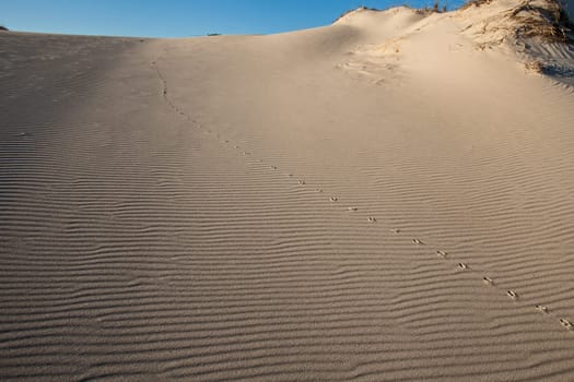A single line of tracs, made by a small antelope over a Namaqualand sand dune.
