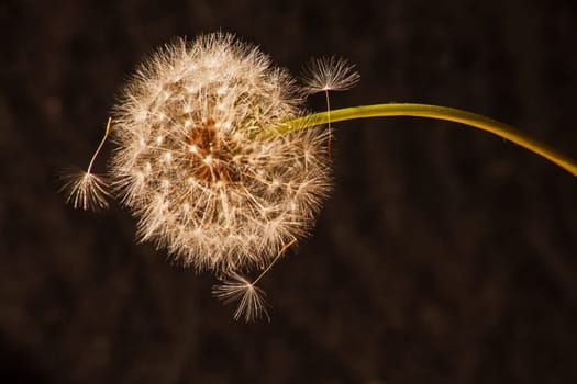 Macro image of the seed ball of a Dandelion plant, starting to shed it's seeds