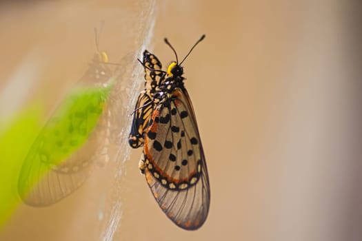 Garden Acraea (Acraea horta) nymph emerging from it's pupa on a window pane