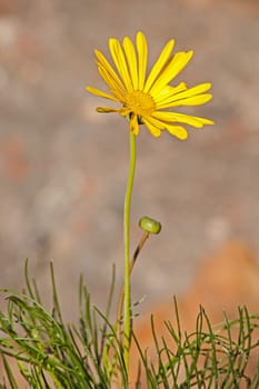 The yellow flower of the Giant Resin Bush (Euryops chrysanthemoides) in the cederberg mountains, Western cape Province. South Africa