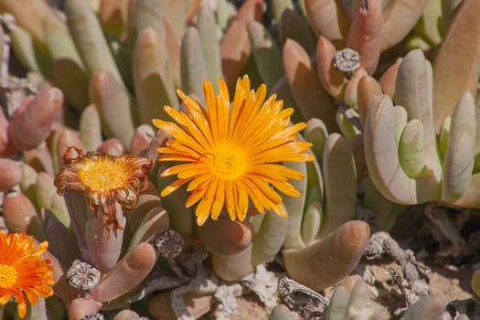 The tongue-leafed succulent of the genus Glottiphyllum in flower. Namaqua National Park. South Africa