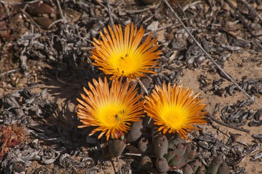 The tongue-leafed succulent of the genus Glottiphyllum in flower. Namaqua National Park. South Africa