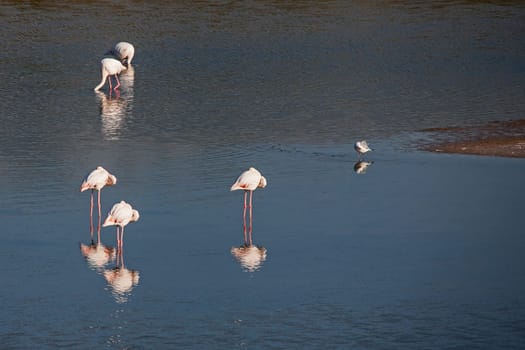 A flock of Greater (Flamingo Phoenicopterus roseus) in the Green River estuary, Namaqua National Park, South Africa