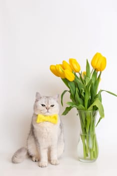 Displeased white British cat in a yellow bow tie, sitting next to a glass vase with a bouquet of yellow tulips, on a white background. Vertical. Copy space