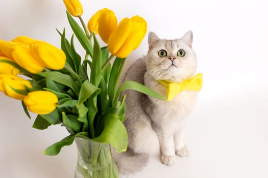 Cute white British cat in a yellow bow tie, sitting next to a glass vase with a bouquet of yellow tulips, on a white background, look at camera. Top view. Copy space
