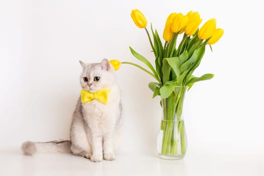 Charming white British cat in a yellow bow tie, sitting next to a glass vase with a bouquet of yellow tulips, on a white background, looking away