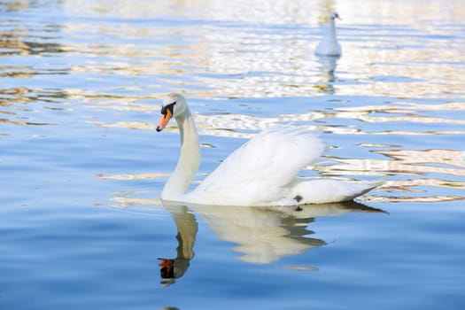 beautiful white swan is reflected in the water. Close-up of a swan swimming in water in a lake with a second swan in the background. A beautiful water goose.