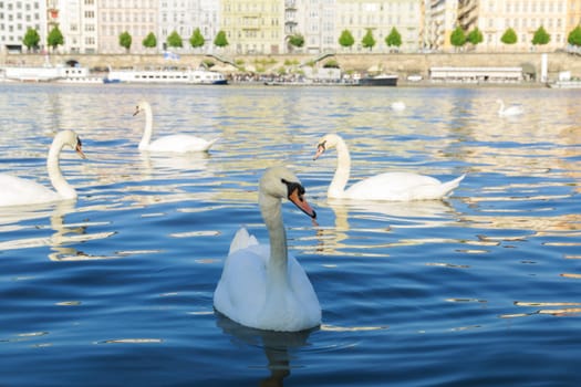 White swans swim in the river against the background of ships and ancient buildings. Nice nature.