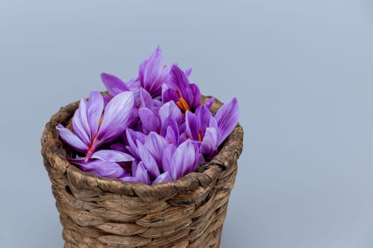 Purple crocuses in a wicker pot on a white background. Saffron flowers close-up. Place for text.