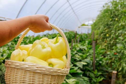 A basket with pepper in a woman's hand against the background of pepper bushes and tomatoes in a greenhouse. Pepper harvest.