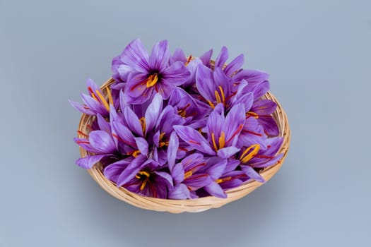 Crocuses of saffron flowers in a wicker plate on a gray background. Purple flowers with red stamens. Autumn flowers.