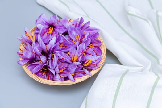 Purple flowers with red stamens. Crocuses of saffron flowers in a wicker plate on a gray background. Autumn flowers. Place for text.