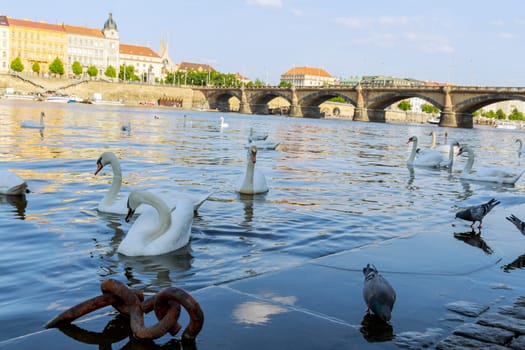 22 May 2022 Prague, Czech Republic. White swans and pigeons on the Vltava river against background of ancient buildings and a transport stone bridge. A beautiful view of nature in the center of city.