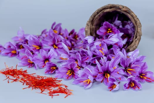 Purple crocus flowers with red saffron stamens and red stamens spilled from a wicker basket on a gray table. Autumn purple flowers.