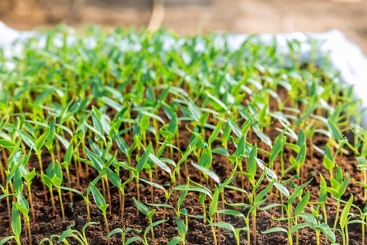 Young pepper seedlings. Gardening. The young plant is ready for transplanting.