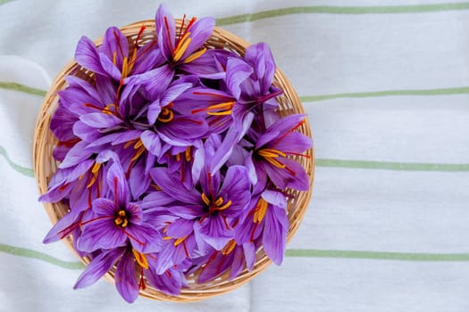 Purple flowers with red stamens. Crocuses of saffron flowers in a wicker plate on a gray background. Autumn flowers.