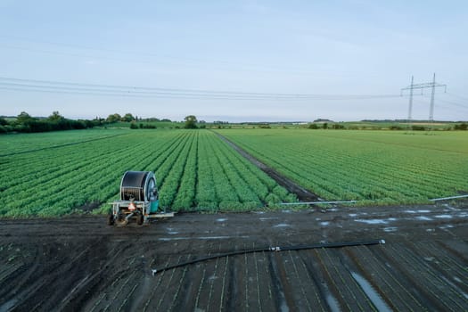 Peas grow in the field in even rows, watering the field, protection against drought. Green fields, place for text. Agriculture.