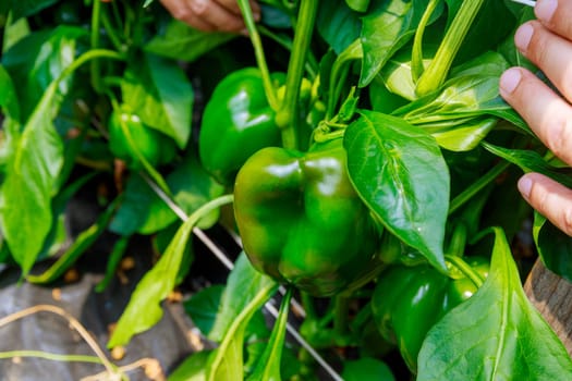 Green peppers on a bush. Growing vegetables in a greenhouse.