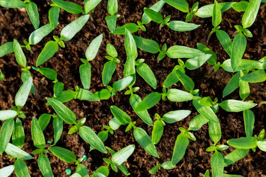 Young pepper seedlings. Gardening. The young plant is ready for transplanting.