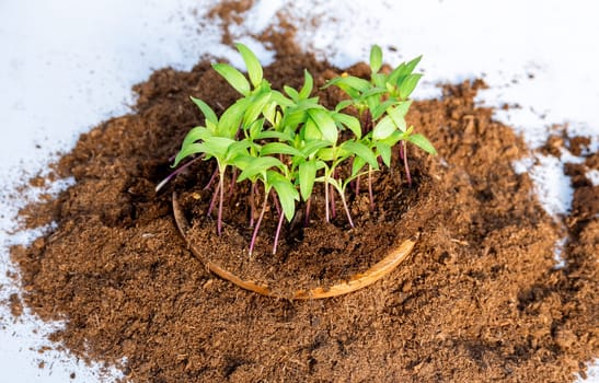 Transplanting seedlings. Transplanting young pepper seedlings into plastic pots. Gardening.