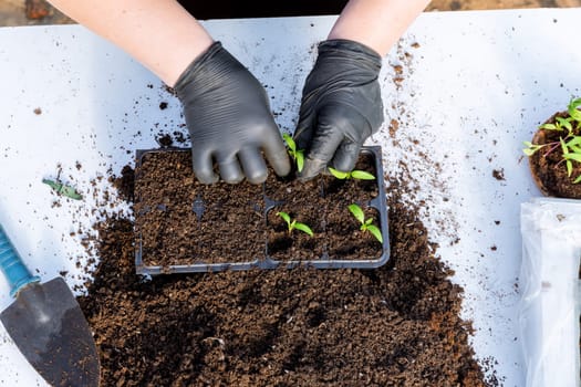 The farmer transplants small pepper seedlings into growing cassettes. Transplanting is done to give the plant more space to develop the root and aboveground parts. Growing vegetables in a greenhouse.